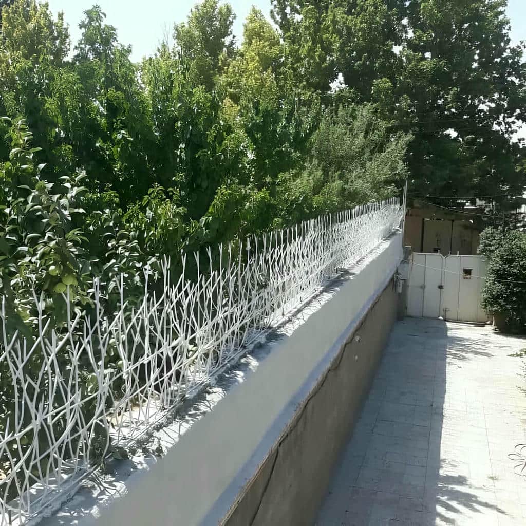 حفاظ شاخ گوزنی دیوار ساختمان در گرگان