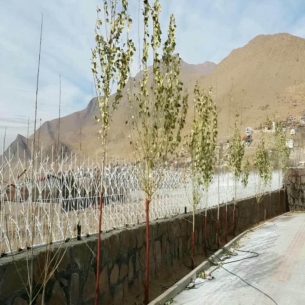 خرید حفاظ شاخ گوزنی دیوار ساختمان تراکم سفارشی در زاهدان