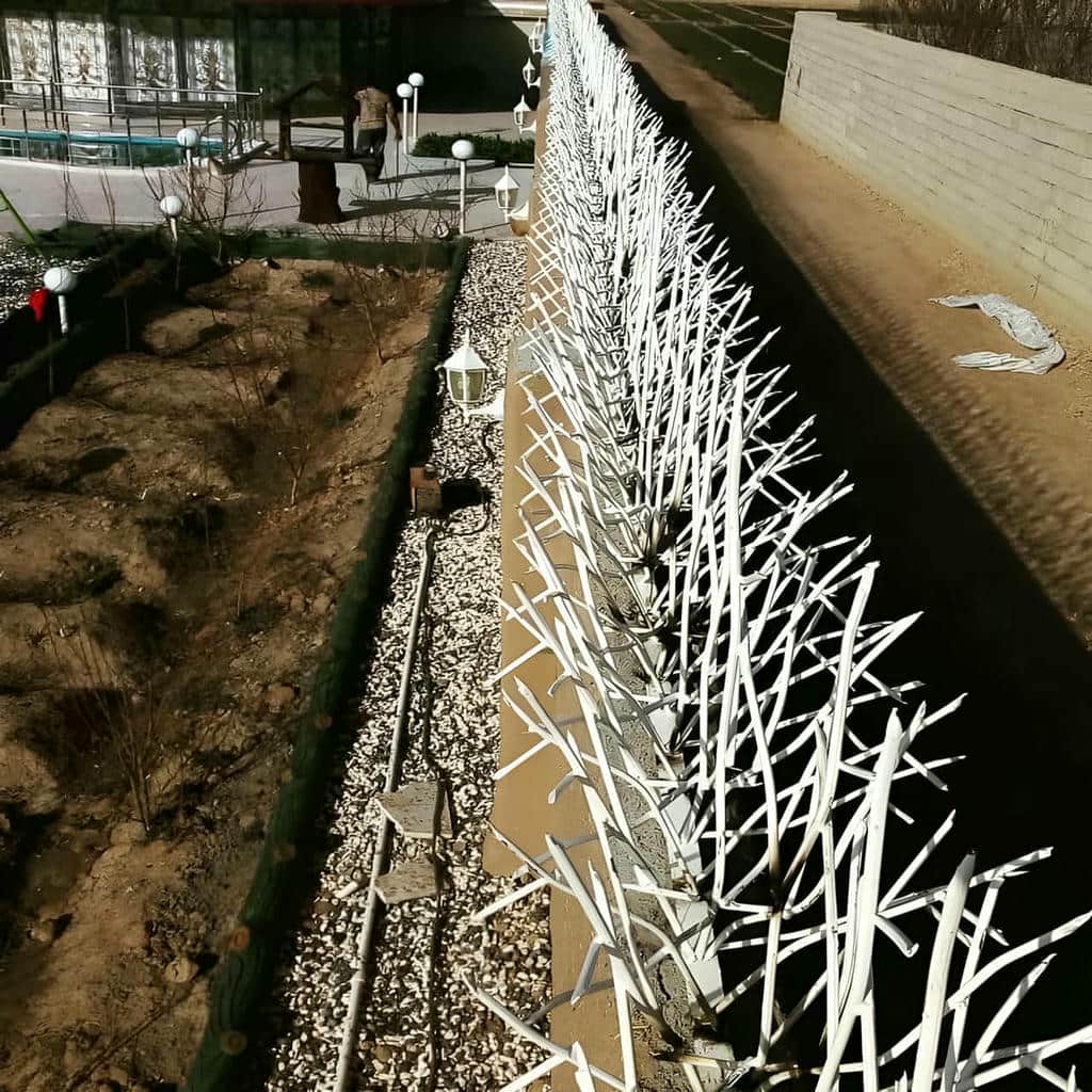 حفاظ شاخ گوزنی دیوار ساختمان در زاهدان